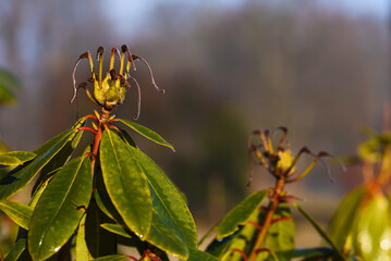 Różanecznik w parku zimą, luty 2025.