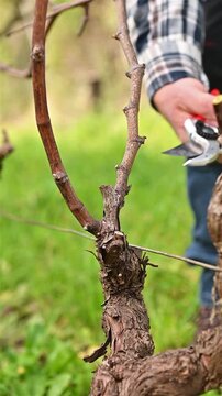 Close-up of the hands of the winemaker pruning the vineyard with professional steel scissors. Traditional agriculture. Winter pruning, Guyot method. Footage.