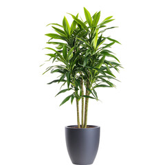 A Tall Potted Dracaena with Long Narrow Green Leaves Isolated on Transparent Background