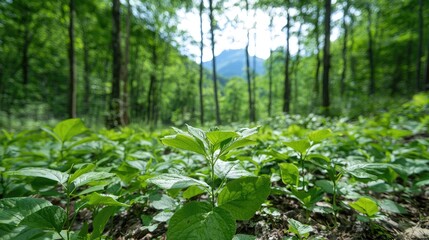 Obraz premium Lush forest floor plants, mountain background, nature scene, eco-tourism