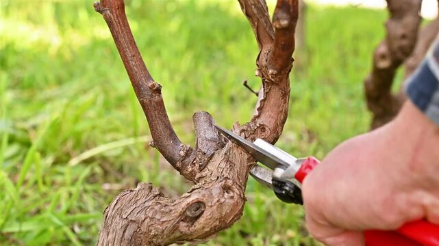 Close-up of the hands of the winemaker pruning the vineyard with professional steel scissors. Traditional agriculture. Winter pruning, Guyot method. Footage.