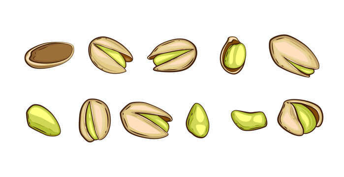 Nuts isolated vector illustration. Pistachio set isolated on white background. Nuts Cartoon Style. Organic food concept. Hand Drawn vector illustration