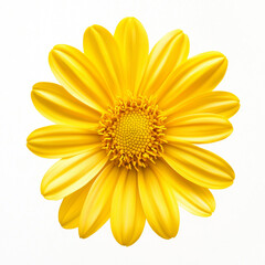 Obraz premium yellow daisy isolated on white