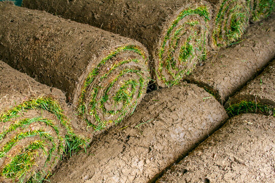 frischer Rollrasen turf grass roll