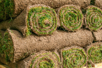 turf grass for lawn