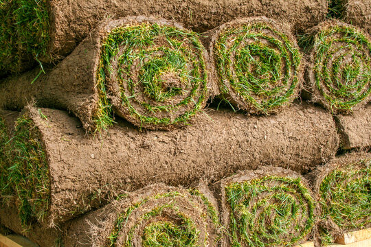 turf grass for lawn