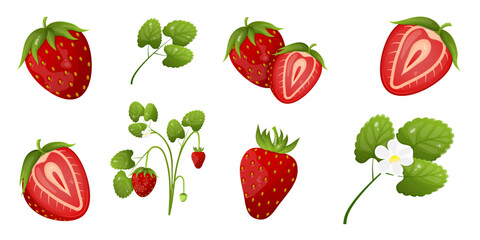 Set of strawberries, whole and cut pieces, strawberry plants with leaves and blossoms.
