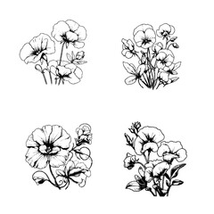 Sweet Pea (Lathyrus odoratus)
