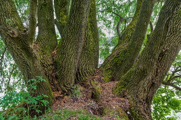 Nadwiślański Park Krajobrazowy