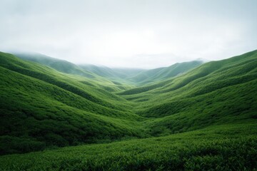 Naklejka premium Verdant hills in morning mist