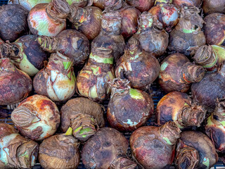 Selective focus of Amaryllis bulbs, Amaryllis is the only genus in the subtribe Amaryllidinae, Stacked of Hippeastrum roots or onions display on market stall, Flowers market in Amsterdam, Netherlands.