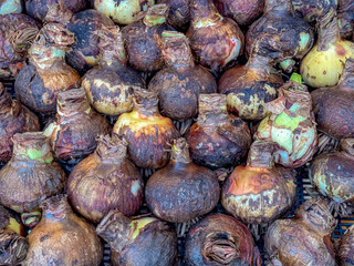 Selective focus of Amaryllis bulbs, Amaryllis is the only genus in the subtribe Amaryllidinae, Stacked of Hippeastrum roots or onions display on market stall, Flowers market in Amsterdam, Netherlands.