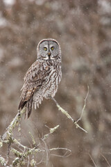 Great Gray Owl