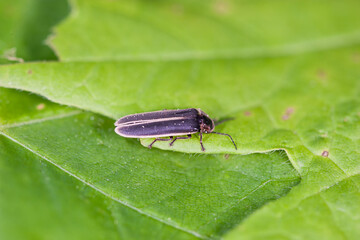 Lightning Bug