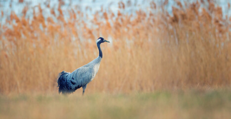 Common Crane Grus grus on a walk around the reeds by the pond looking for a partner.