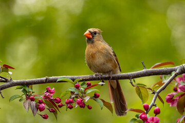 Northern Cardinal female
