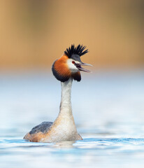 Podiceps cristatus floats on the water and doing pre-wedding dance.