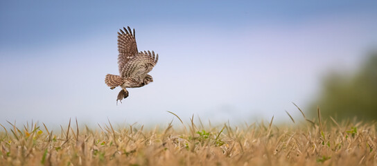 Athene noctuahe flies over the meadow with a catch of mice in its claws.