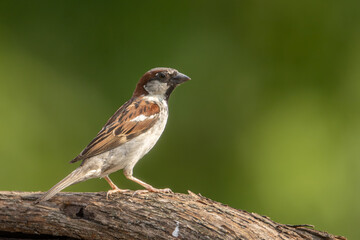 House Sparrow