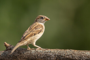 House Sparrow