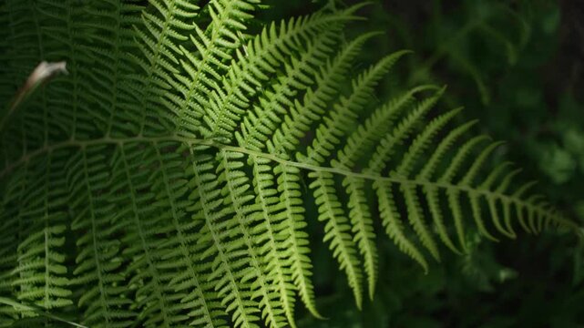 fern leaf in sunbeam