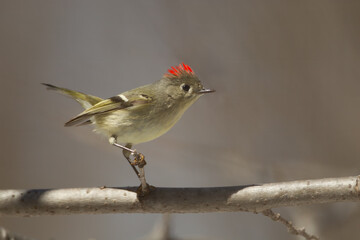 Ruby-crowned Kinglet
