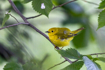 Yellow Warbler female