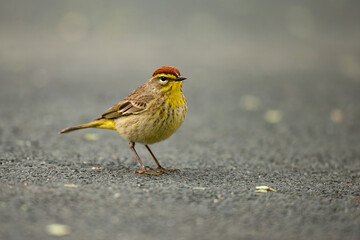 Palm Warbler