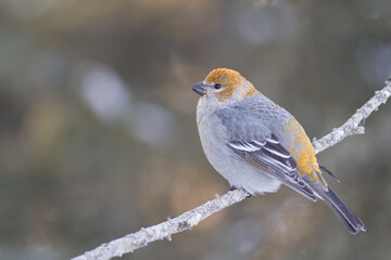 Pine Grosbeak female