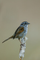 Swamp Sparrow taken in southern MN
