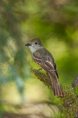 Great-crested Flycatcher