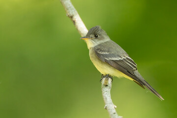 Eastern Wood Pee-wee