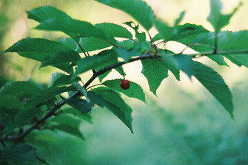 Analog Photo of Single Ripe Cherry Hanging from a Branch