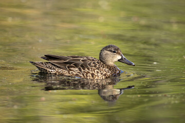 Blue-winged Teal