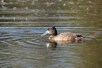 Lesser Scaup female