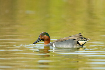 Green-winged Teal