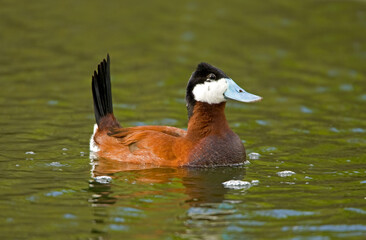 Ruddy Duck, Oxyura jamaicensis