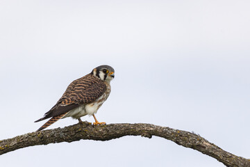 American Kestrel