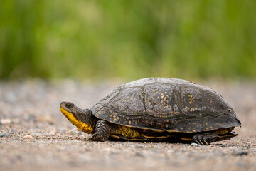 Blandings Turtle taken central MN