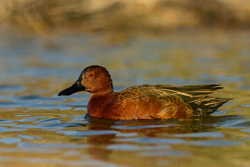 Cinnamon Teal male