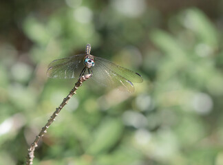 dragonfly on a branch