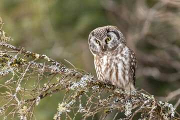 Boreal Owl