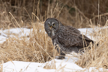 Great Gray Owl