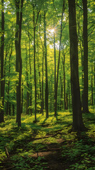 Fototapeta premium Sunlit Tranquility: A Serene Walk Through a Lush Green Forest