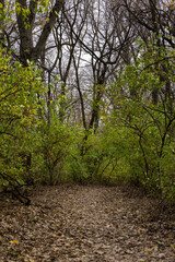 Trees starting to change color on island in Moline