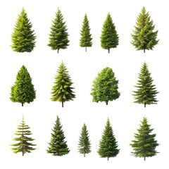 Set of various evergreen trees isolated on white background, perfect for design projects.