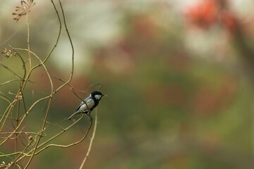Gray tit with a spider