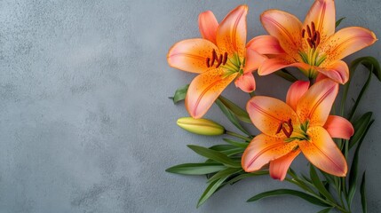 Fototapeta premium Vibrant orange lilies on gray background with green leaves and buds