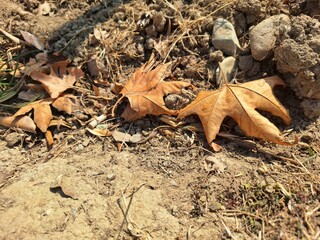 autumn leaves on the ground