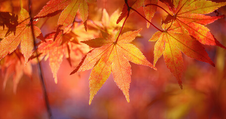 Vibrant Autumn Leaves Close-up
